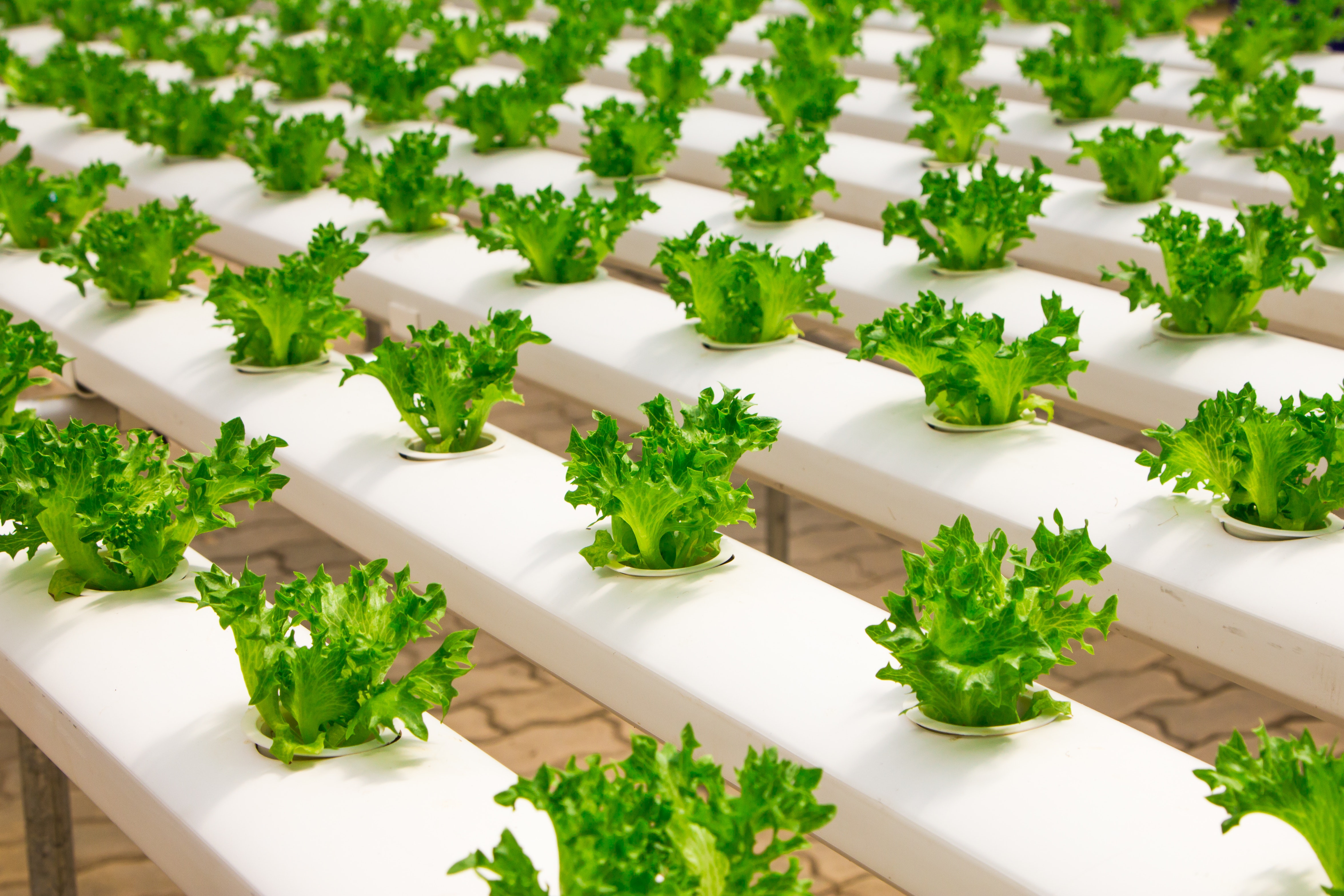 Indoor Farming ปลูกพืชยุคใหม่ ไทยพร้อมหรือยัง? | Techsauce